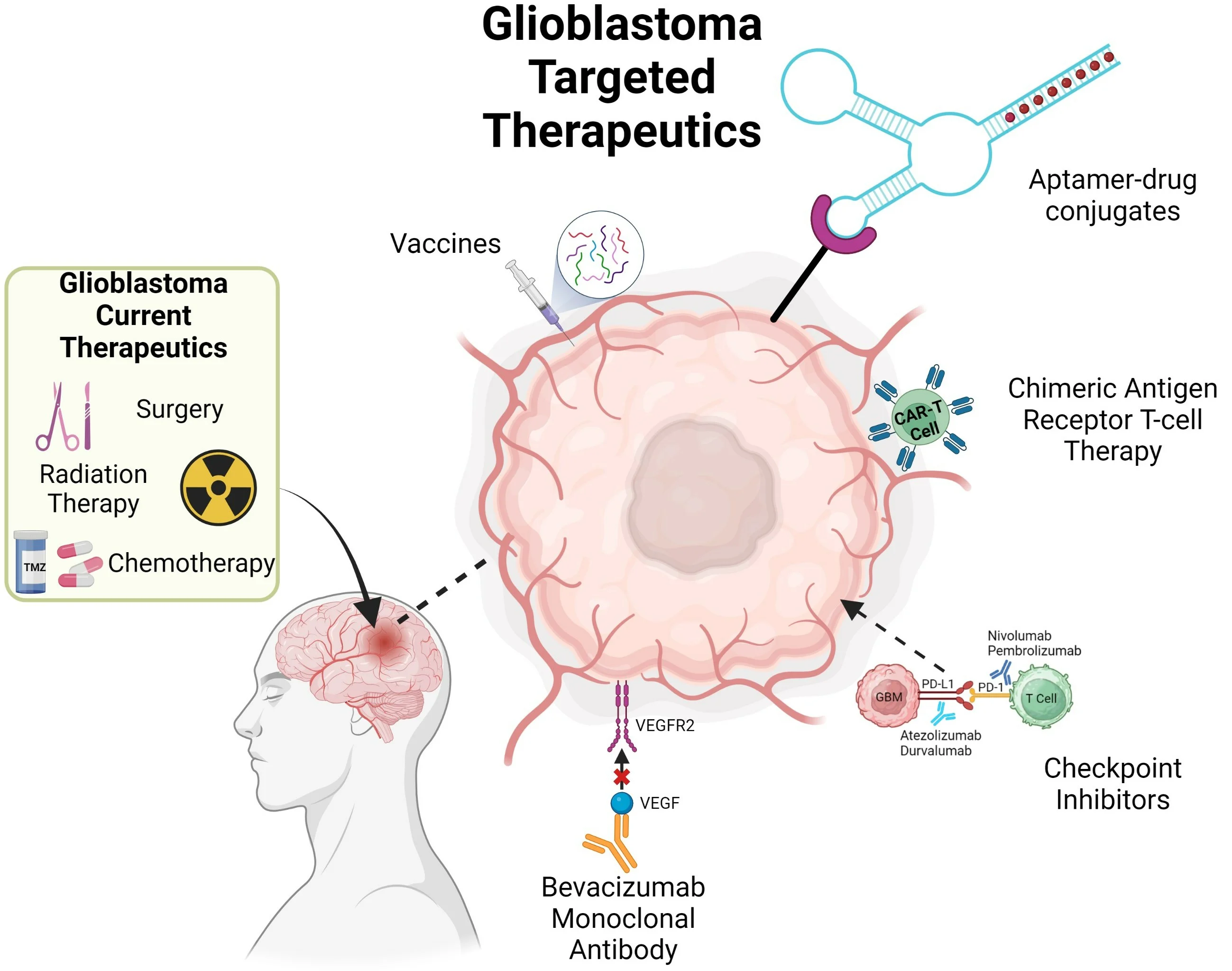 How a Common Vitamin Might Help Fight Deadly Glioblastoma