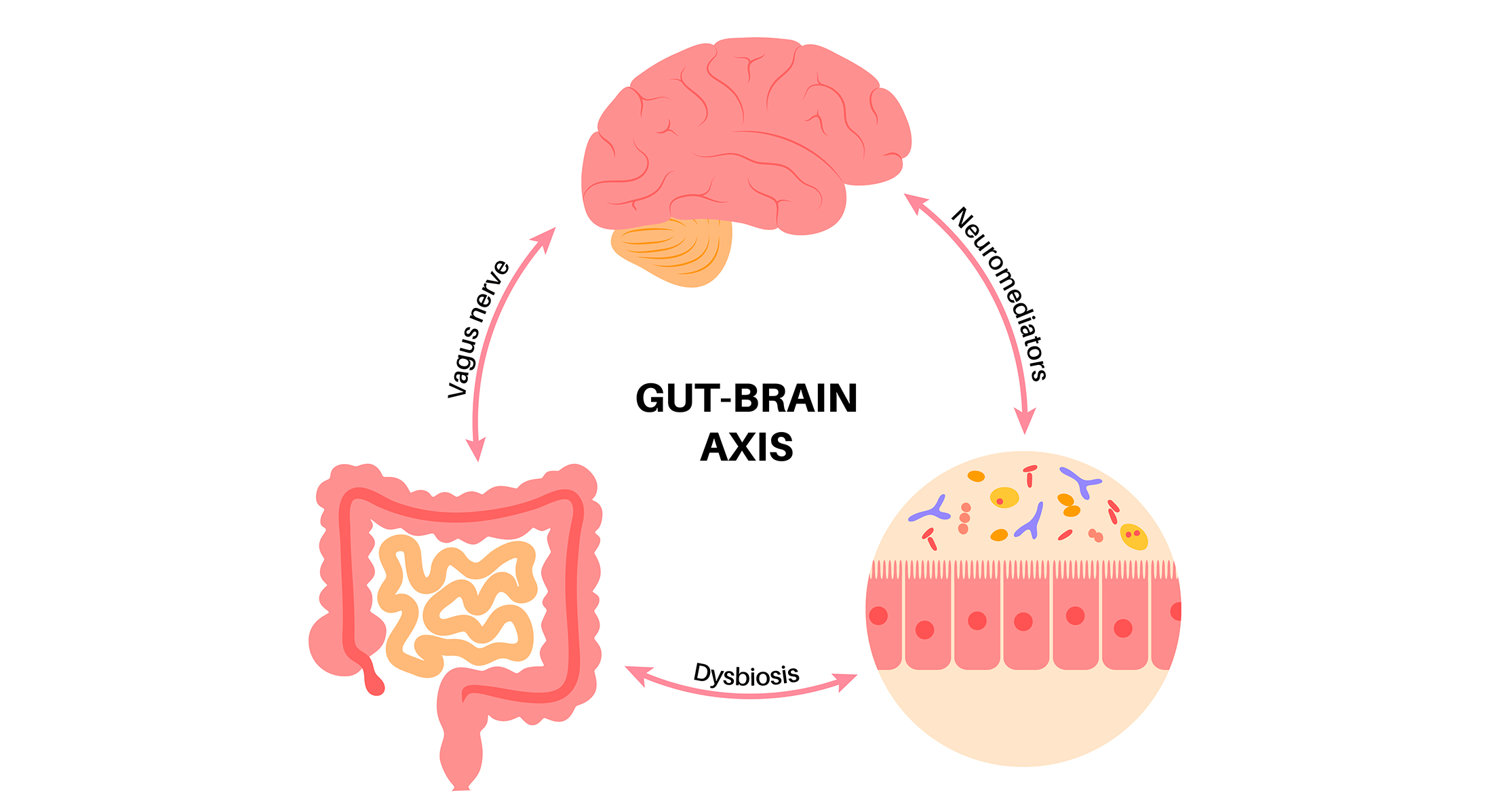 Gut-brain axis diagram