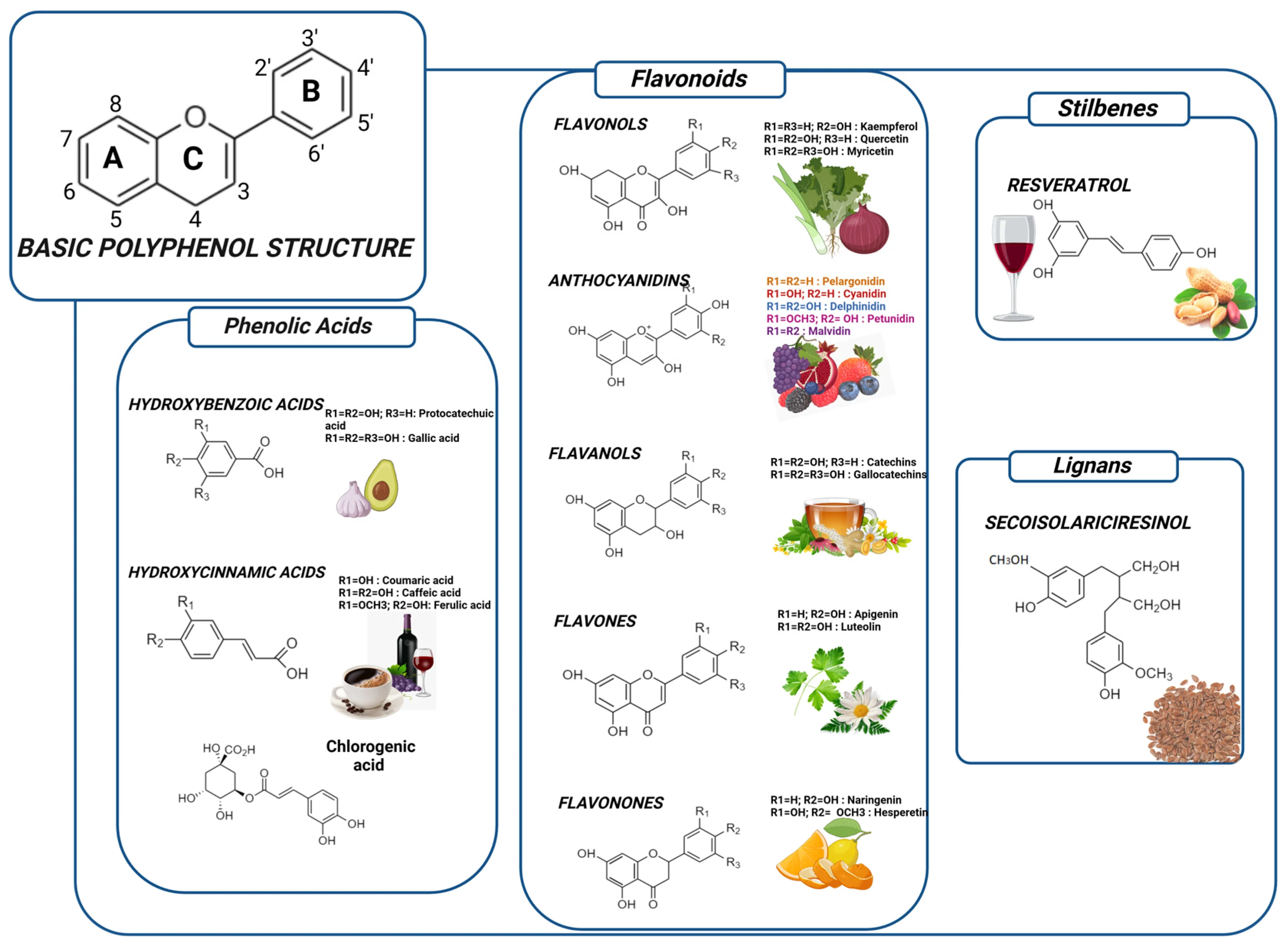 Coffee polyphenols molecular structure