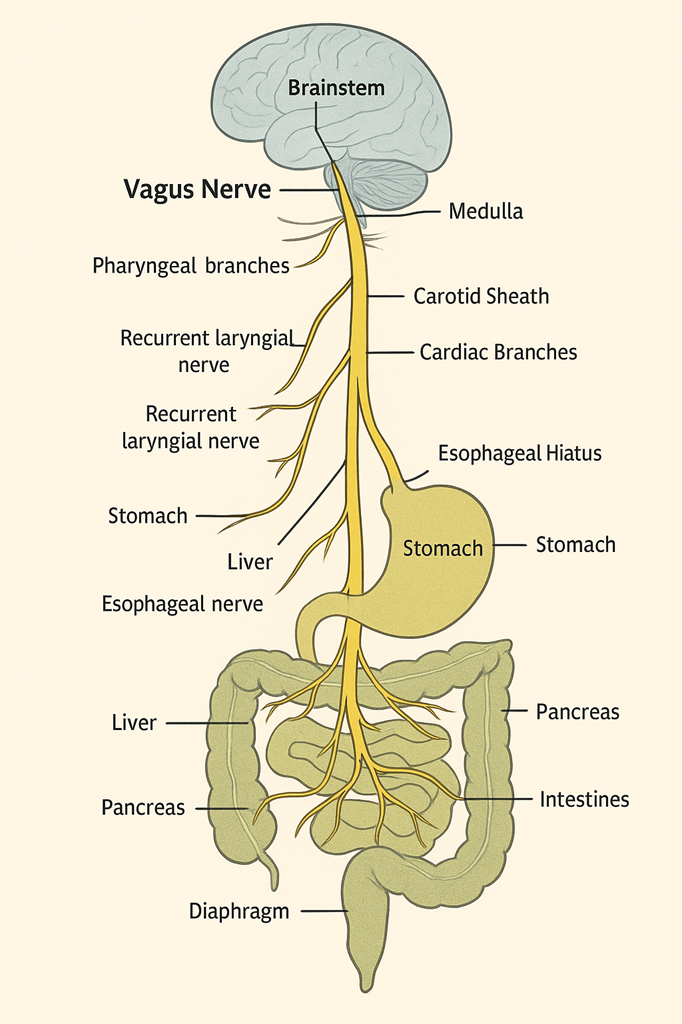 Vagus nerve anatomy and coffee