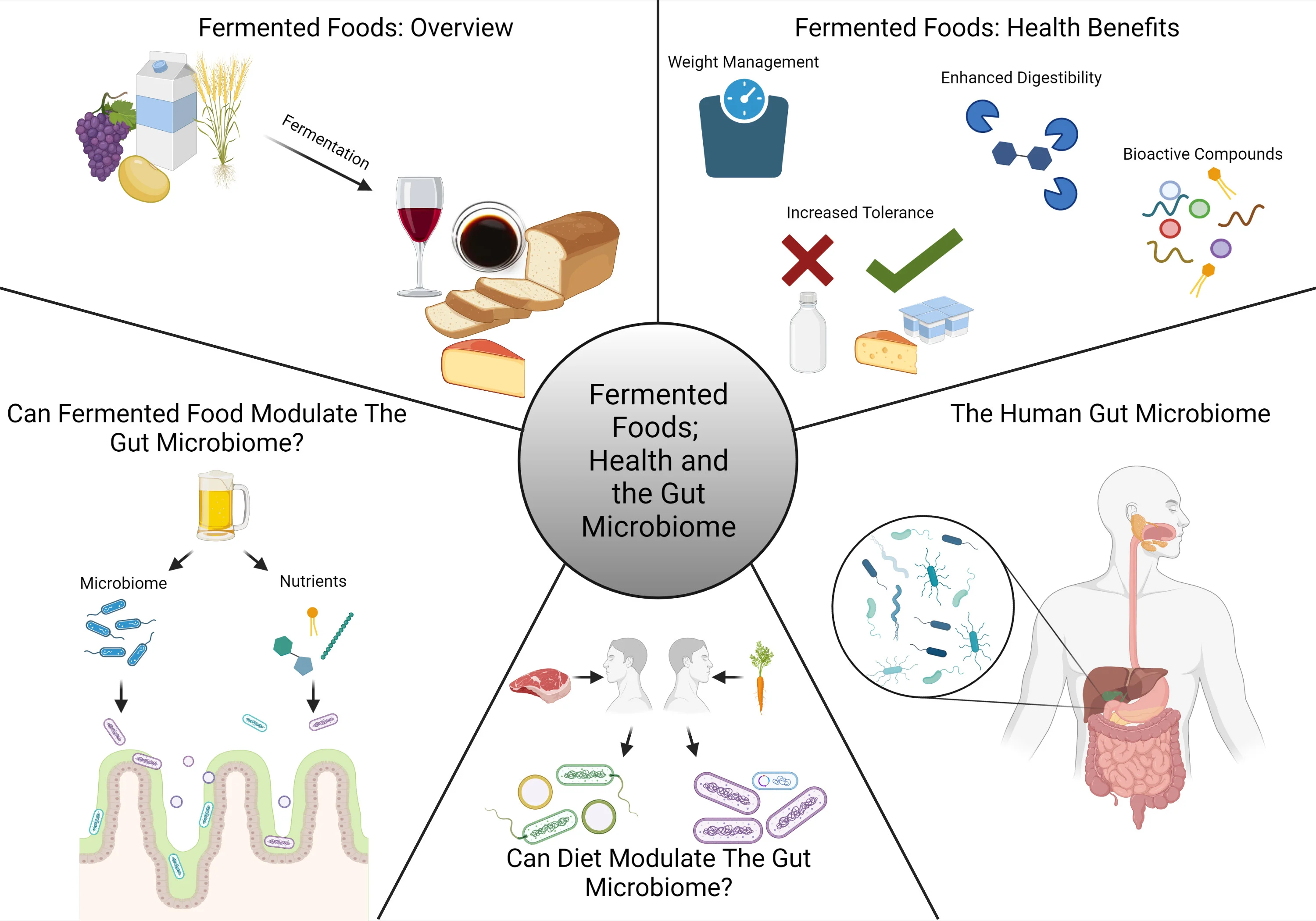 Gut bacteria microbial fermentation