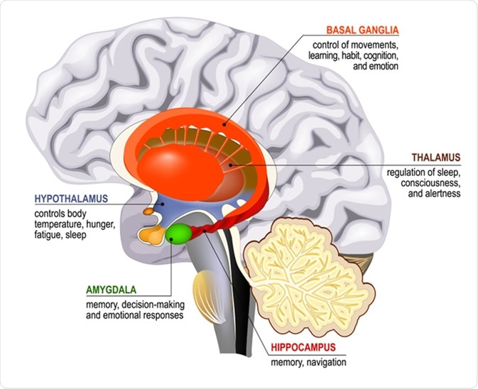 amygdala hippocampus brain