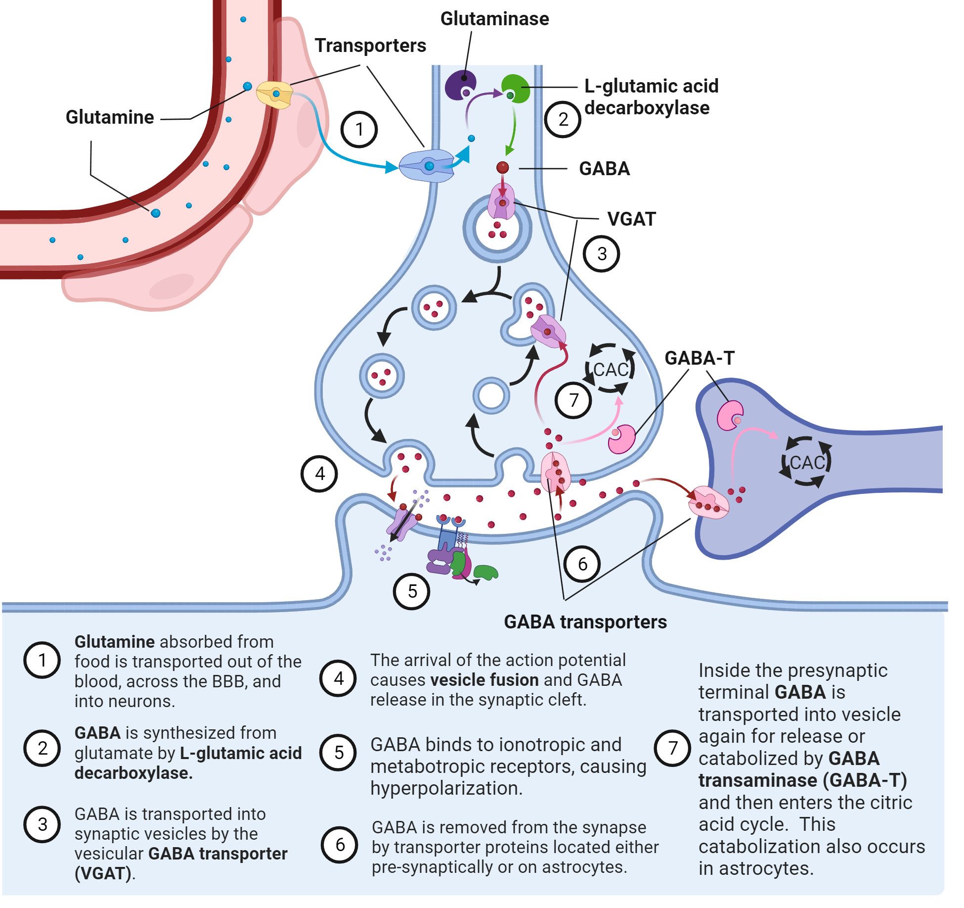 GABA glutamate neurotransmitters
