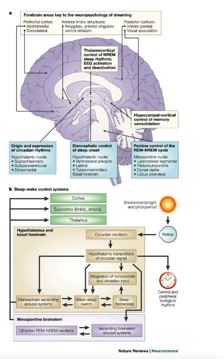 How Modern Neuroscience Validates Freud's 130-Year-Old Idea