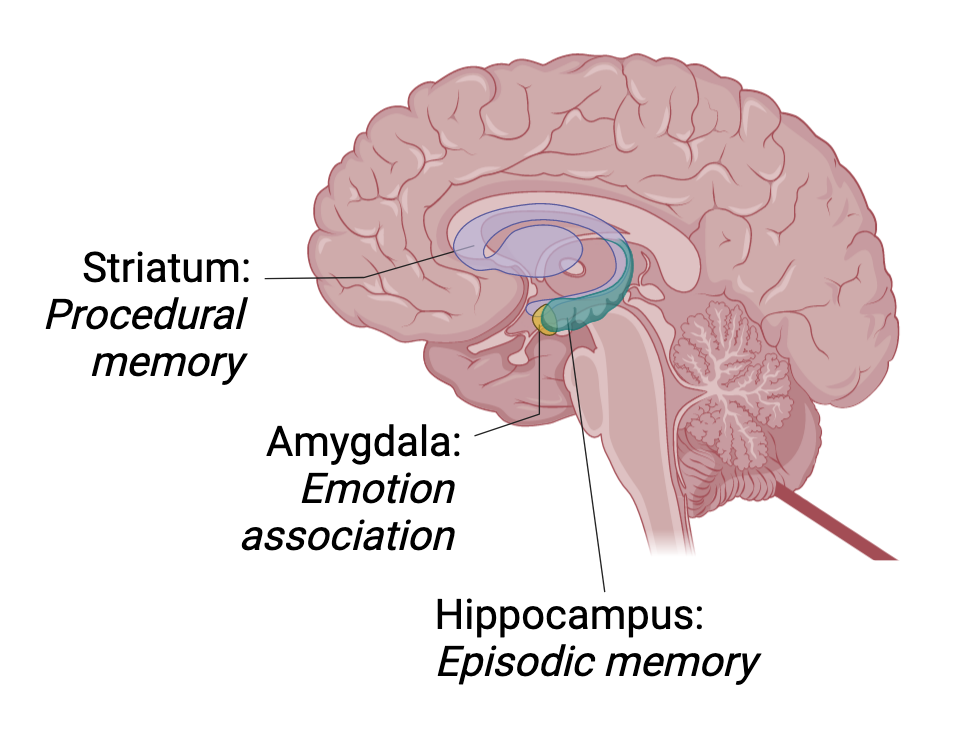 memory systems hippocampus brain