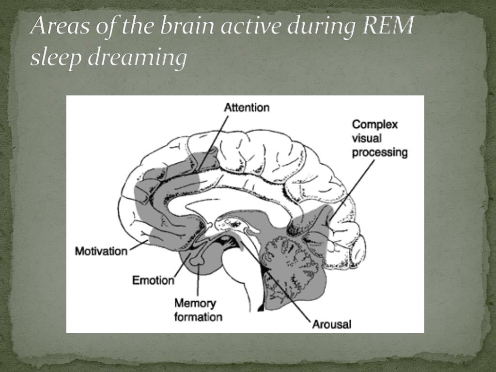 REM sleep dreaming brain