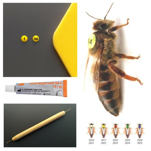 queen bee numbered tag application