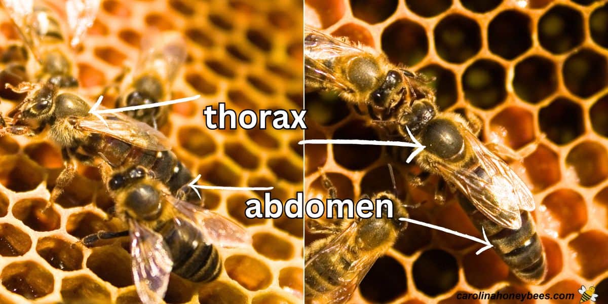 queen bee thorax paint spot