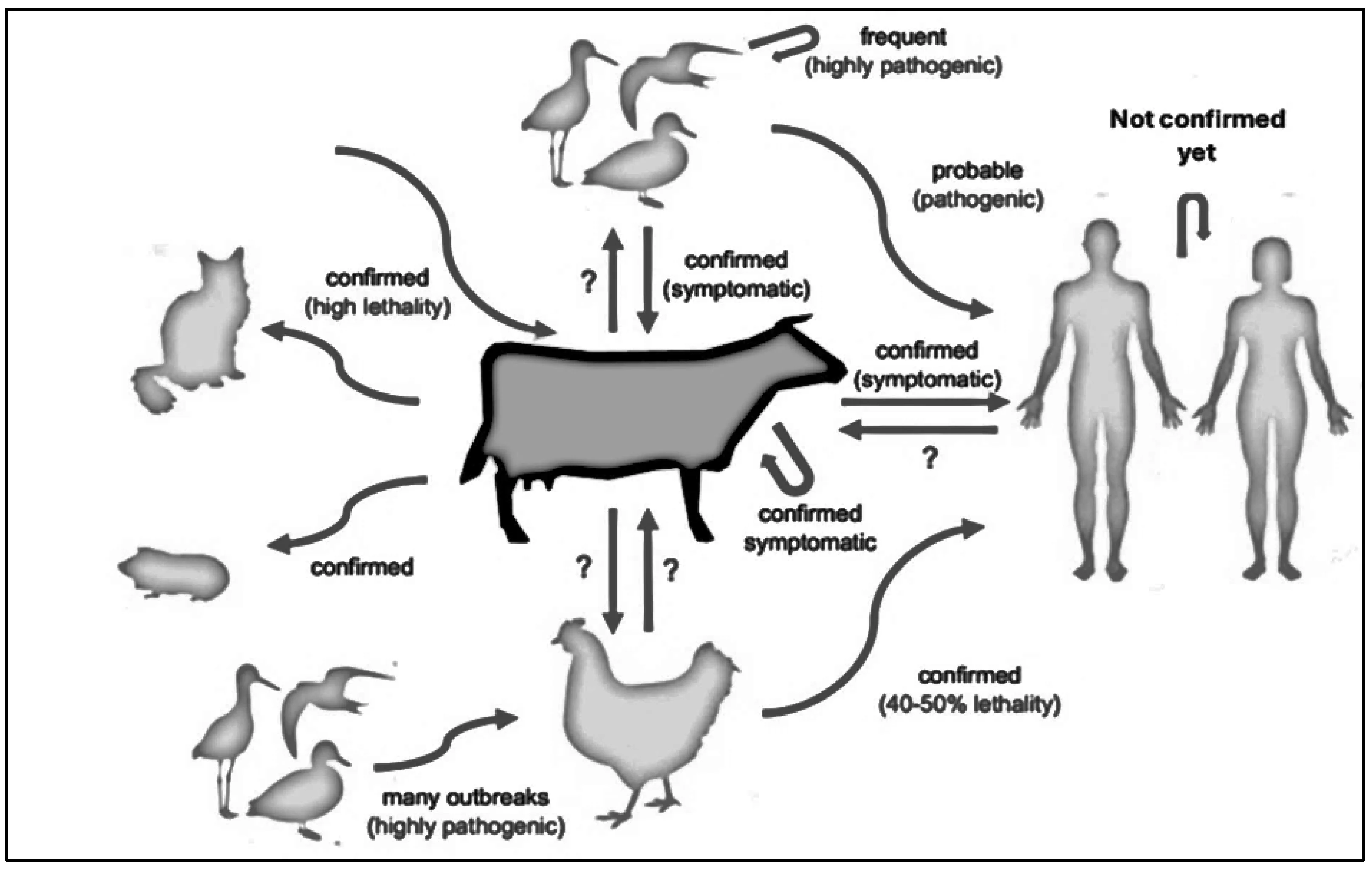 How Scientists Discovered H5N1's Hidden Spread in Dairy Cows