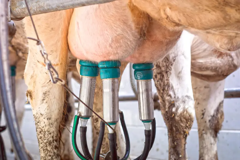 dairy cows milking udder
