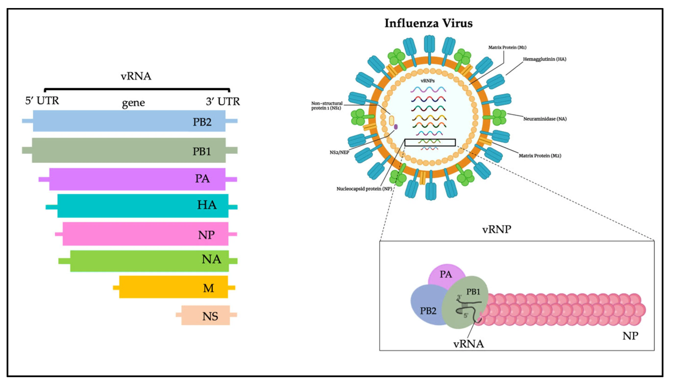 H5N1 avian influenza virus