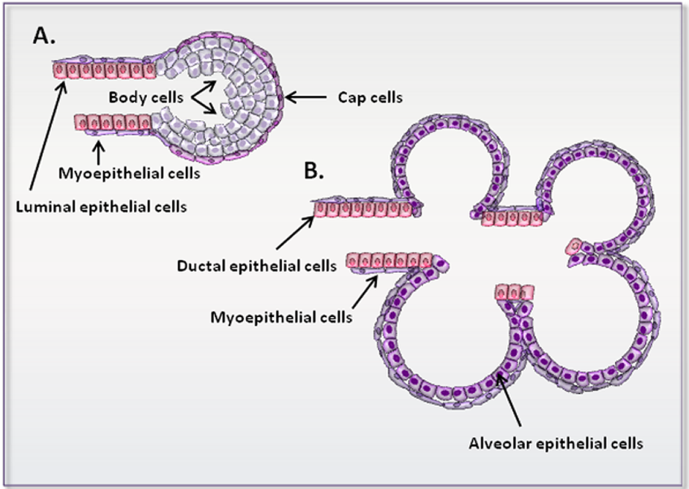 mammary gland epithelial cells