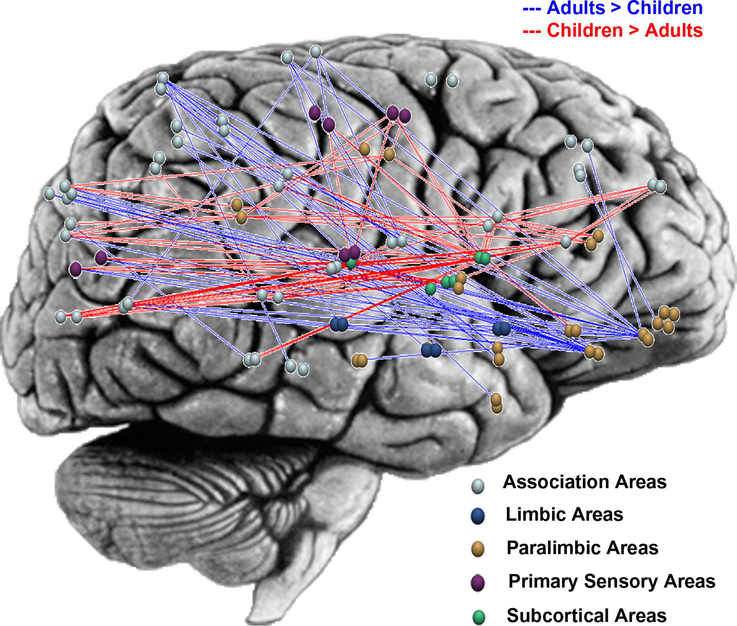 functional brain connectivity networks