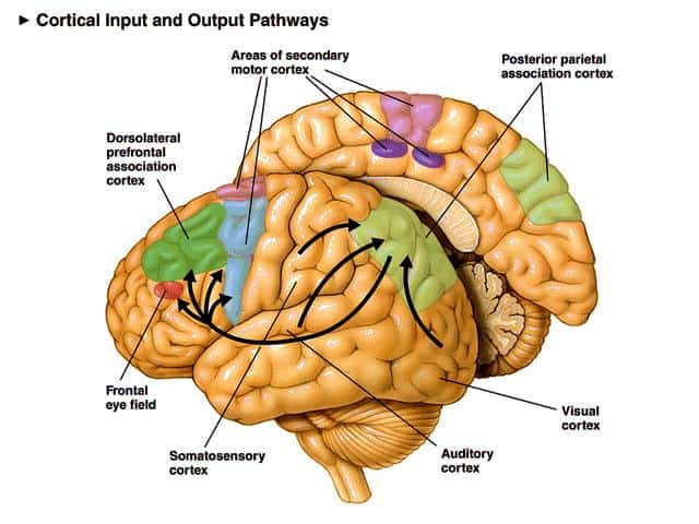 prefrontal cortex neural pathways