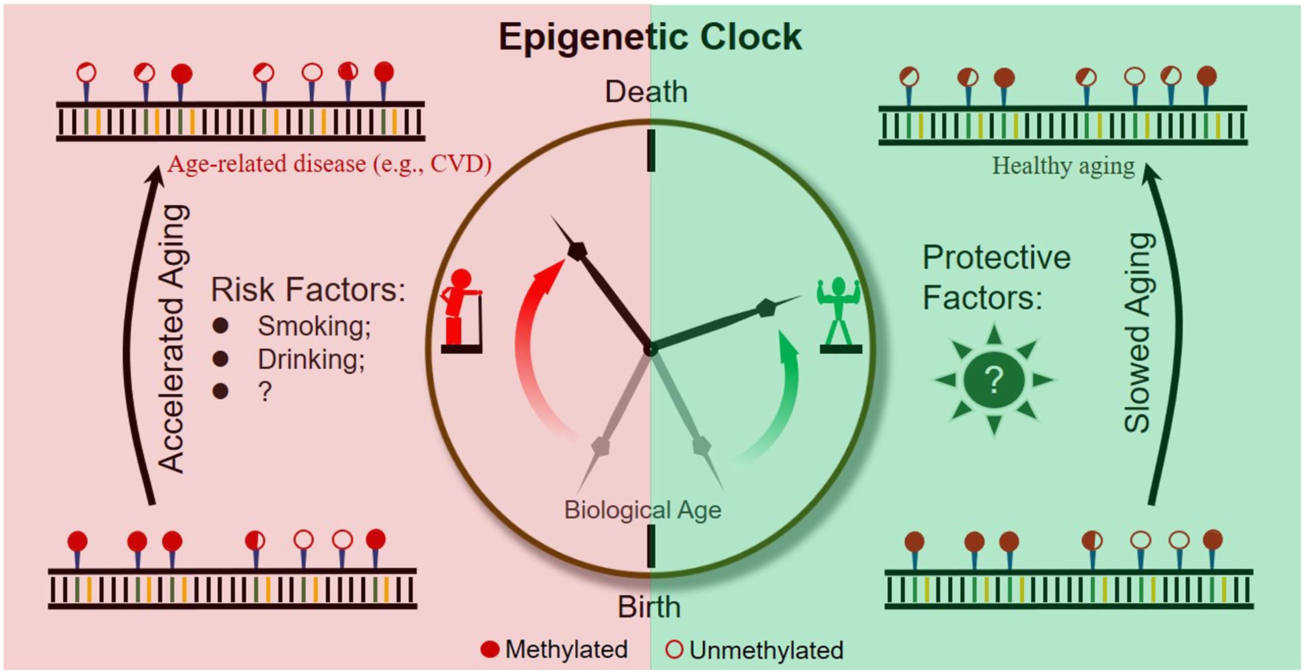 DNA methylation epigenetic clock