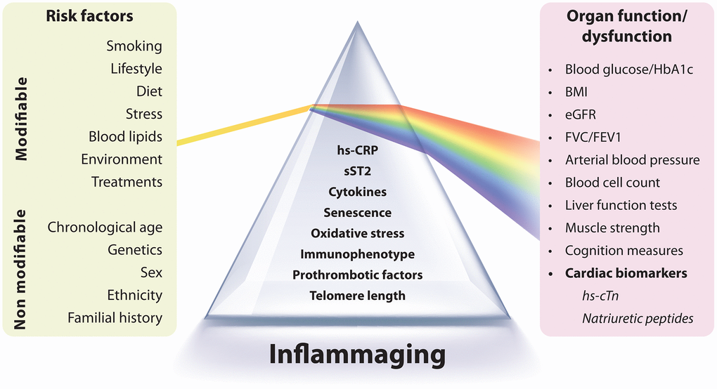 chronic inflammation aging markers