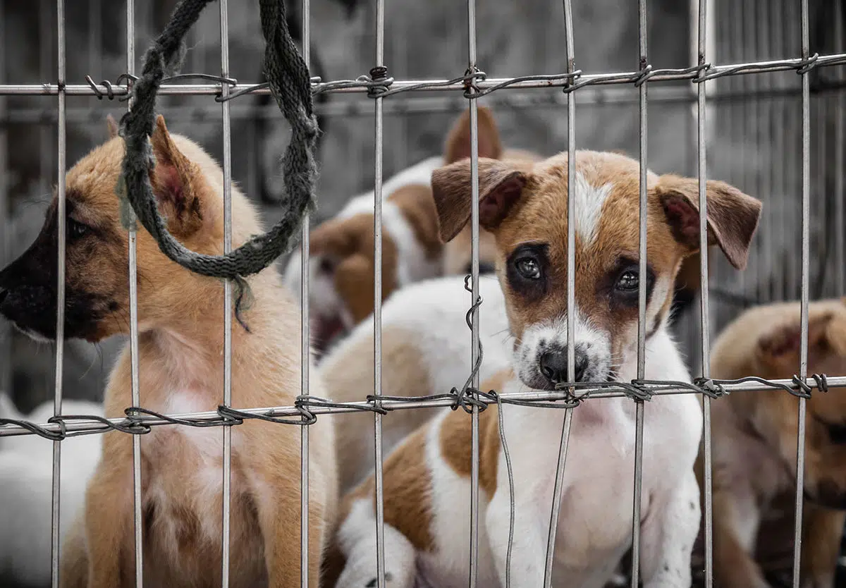 cruelty to animals vulnerability