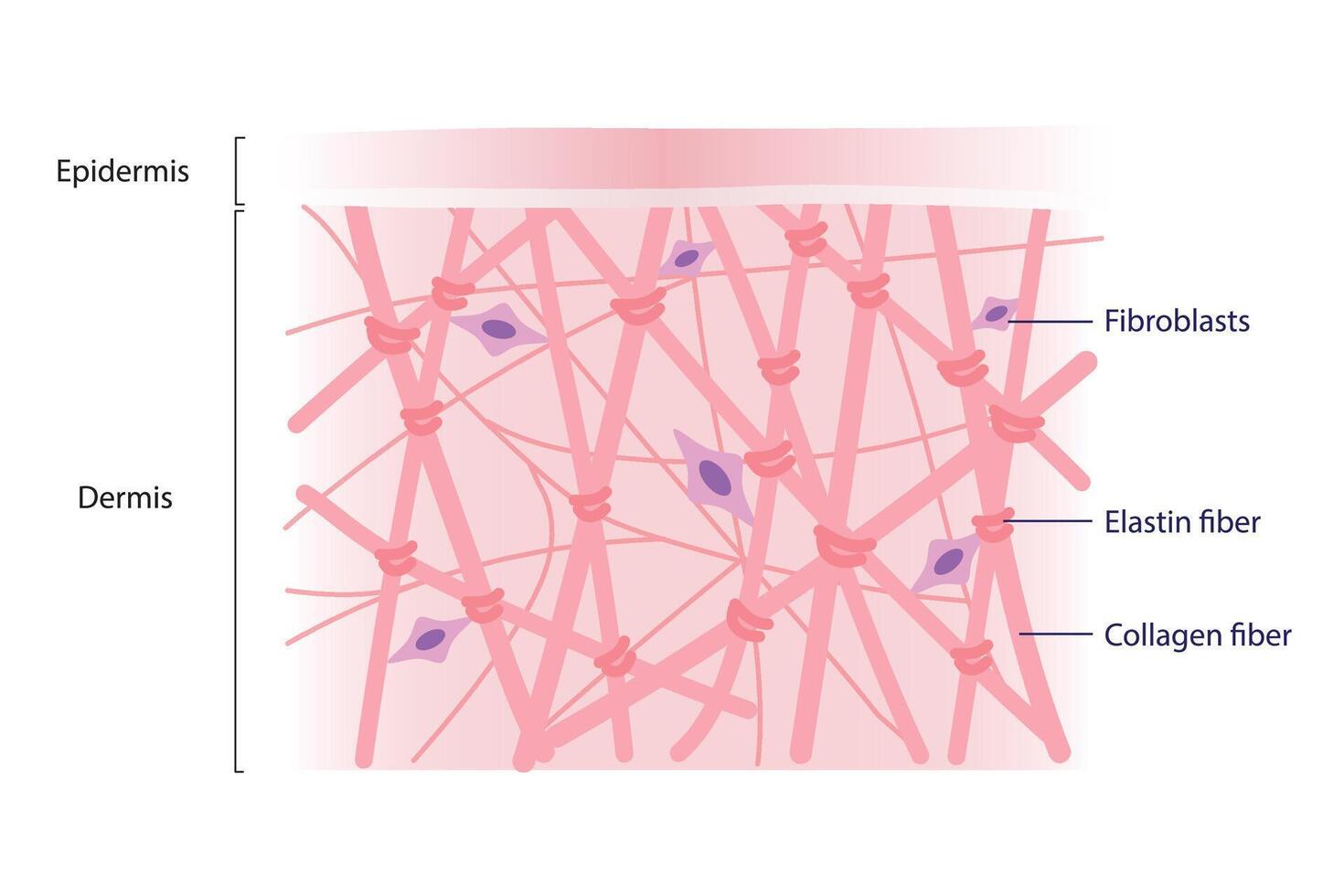 dermis collagen elastin fibers