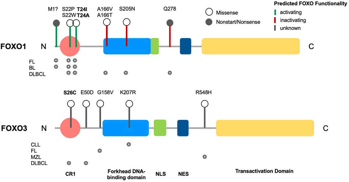 FOXO3 gene structure