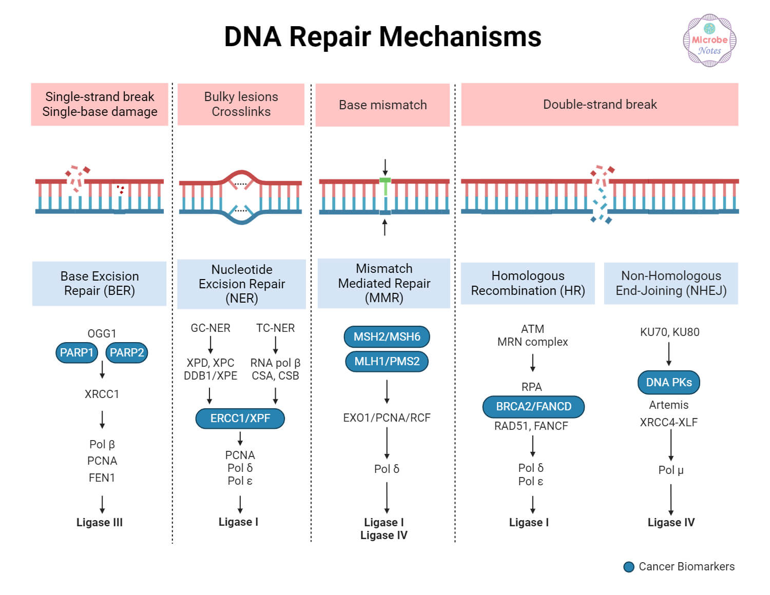 DNA repair mechanism