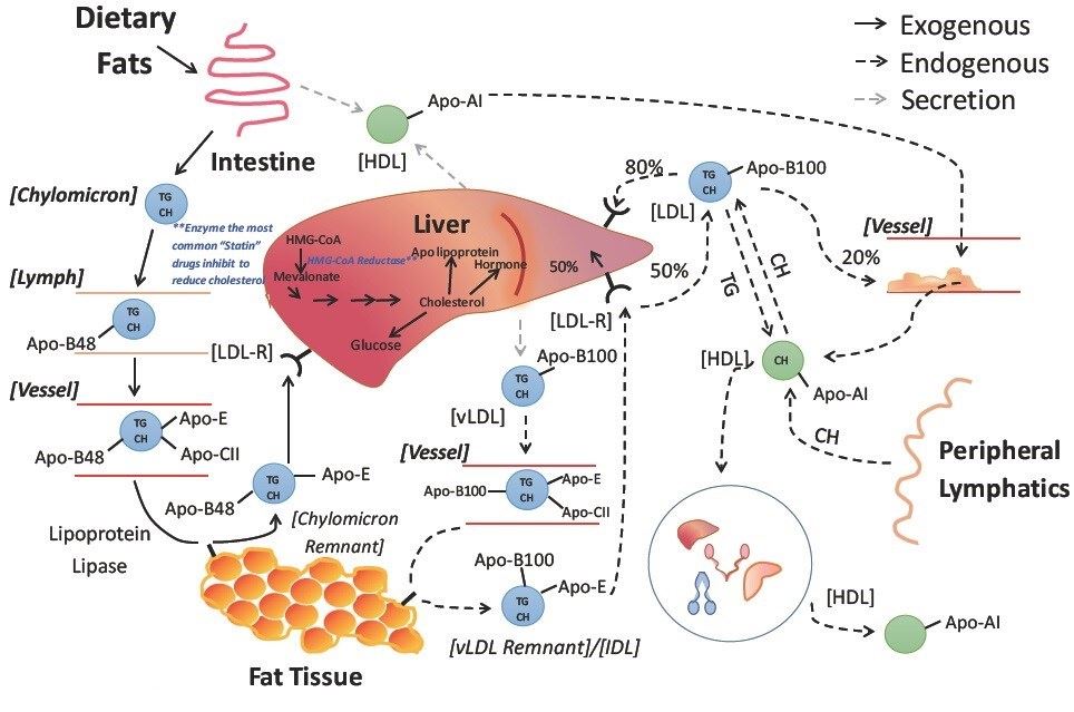 lipid metabolism pathway