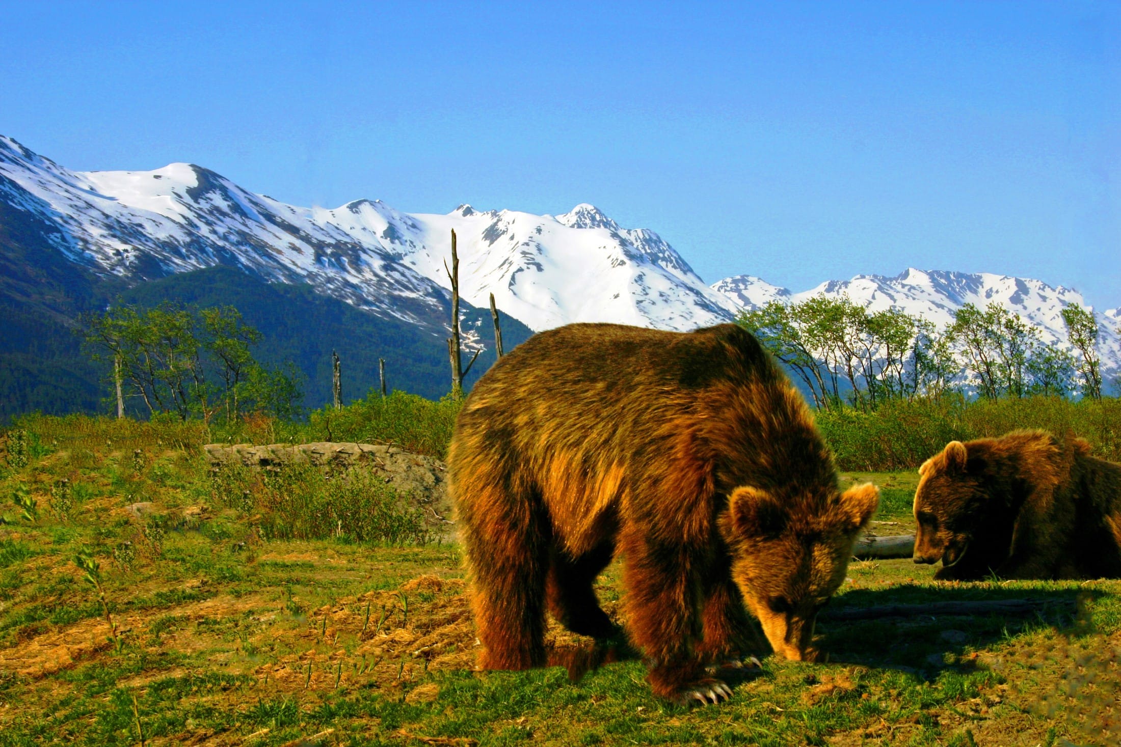 Massive Brown Bear Spotted on Alaska’s High-Altitude Peak