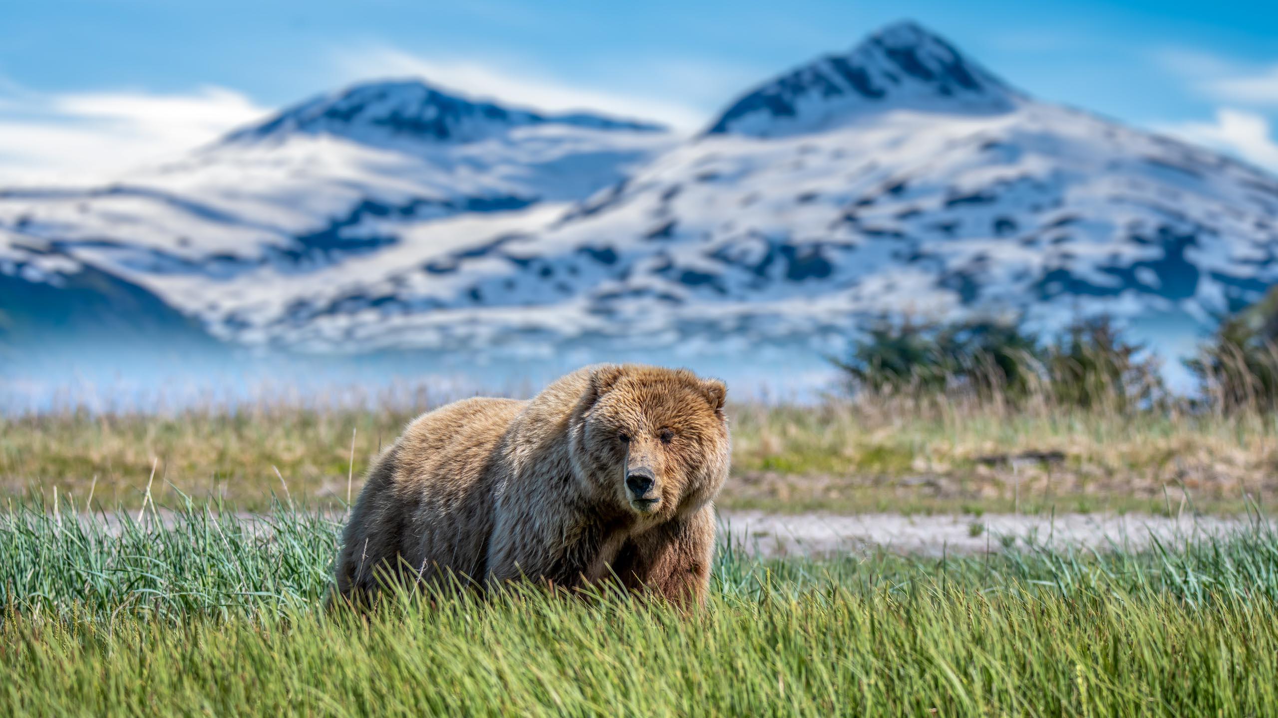 brown bear alpine ridge Alaska