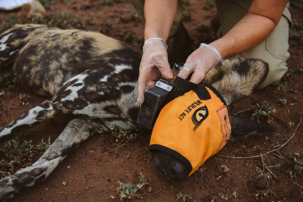 wildlife GPS collar research