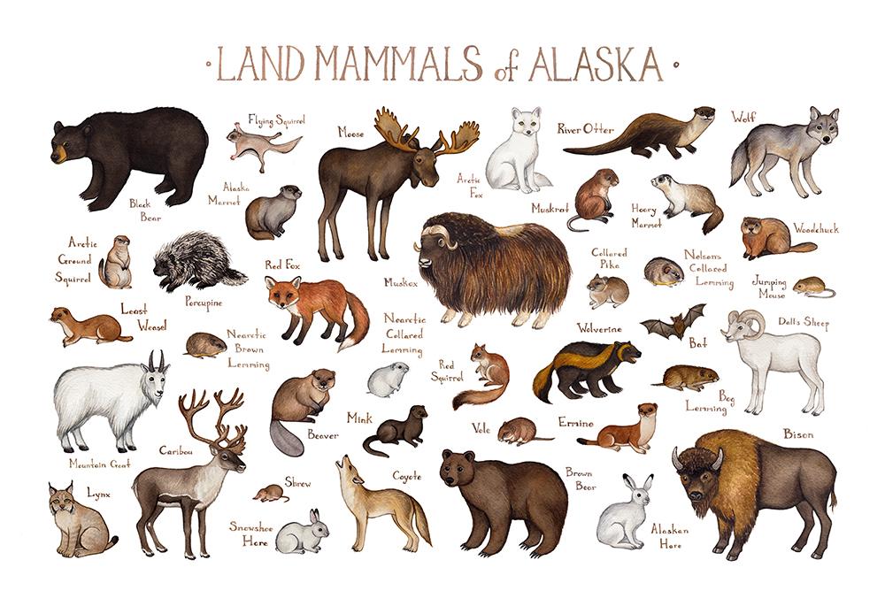 indigenous wildlife guide Alaska