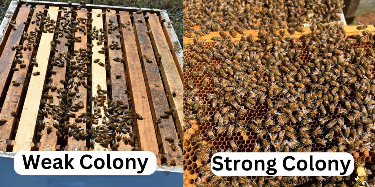 bee colony growth experiment