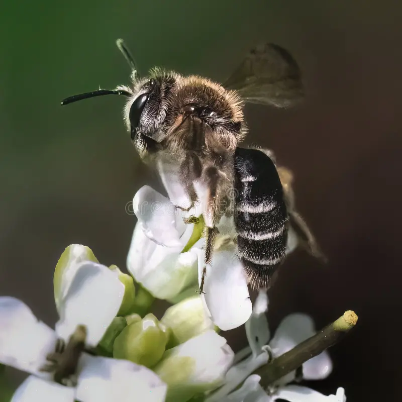 bee foraging on wildflowers