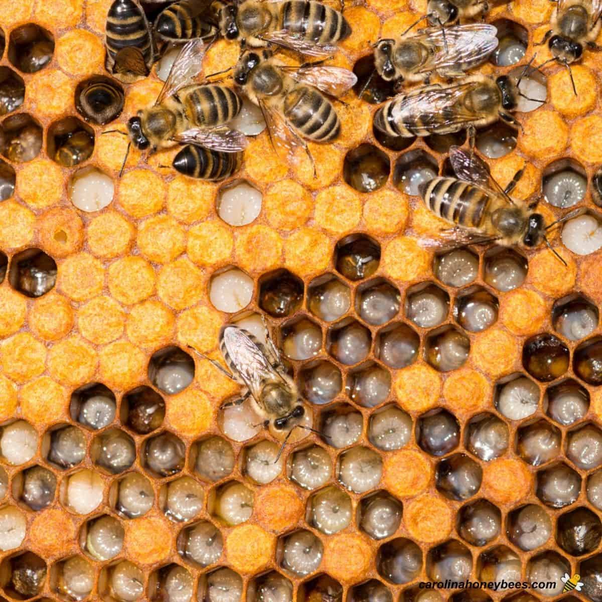 bee hive with brood