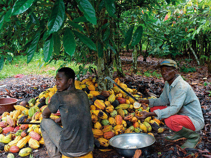 West Africa cocoa