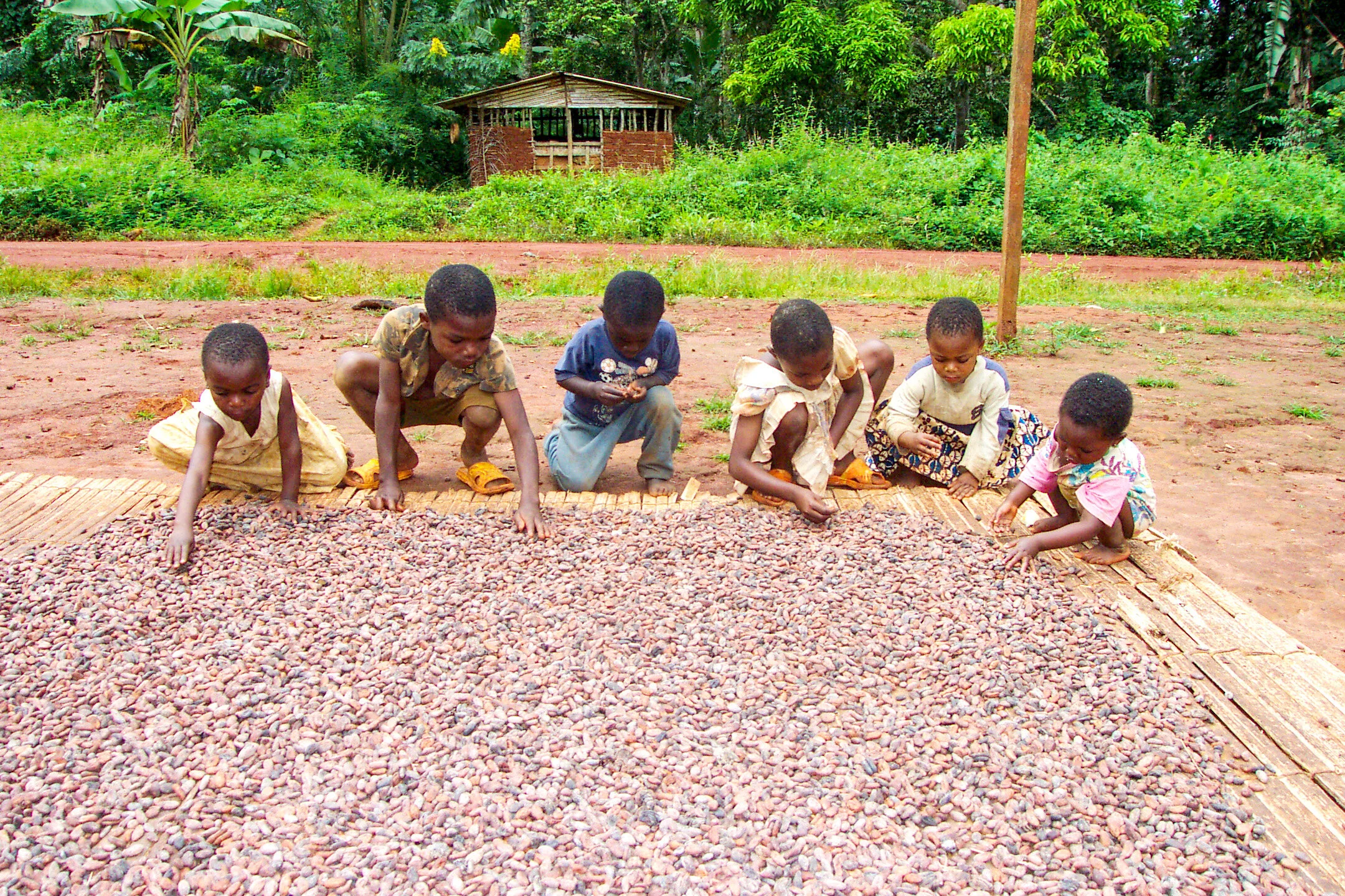 child labor cocoa farm