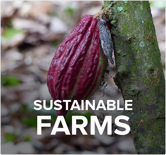sustainable cocoa