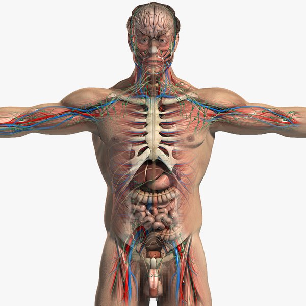 Neanderthal male anatomy