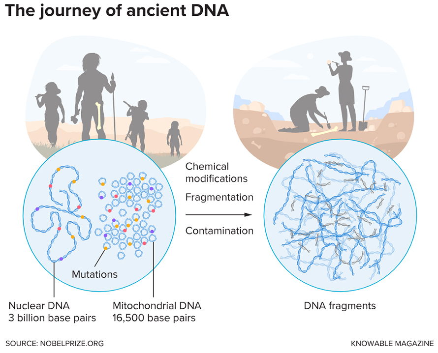 Ancient DNA extraction