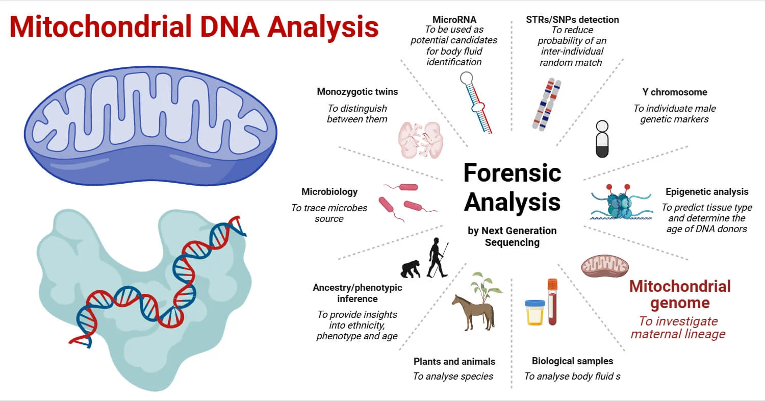 Mitochondrial DNA analysis
