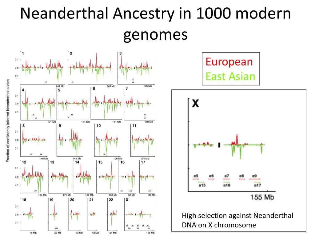 X chromosome Neanderthal