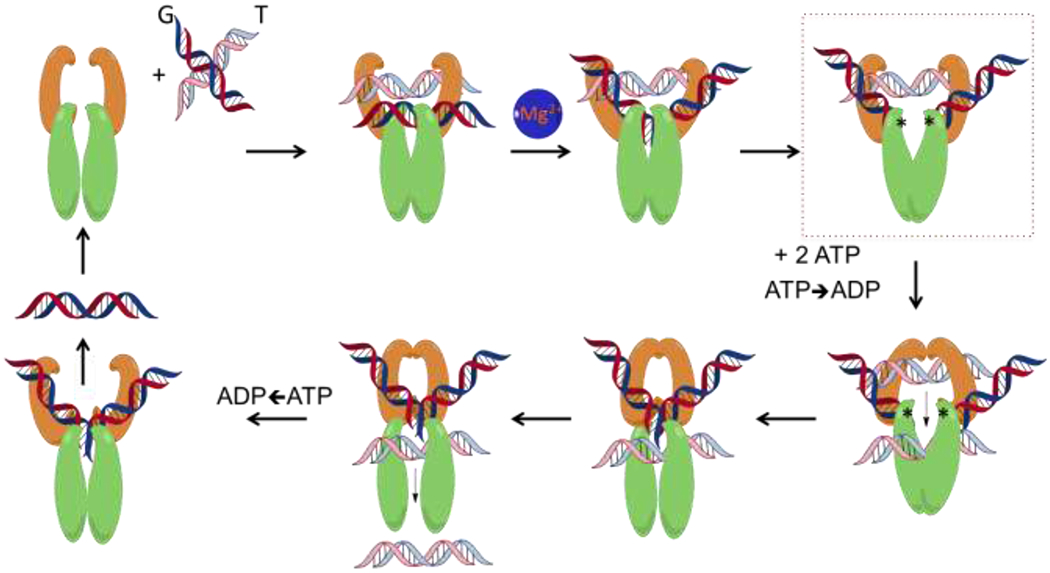 topoisomerase enzyme molecular scissors
