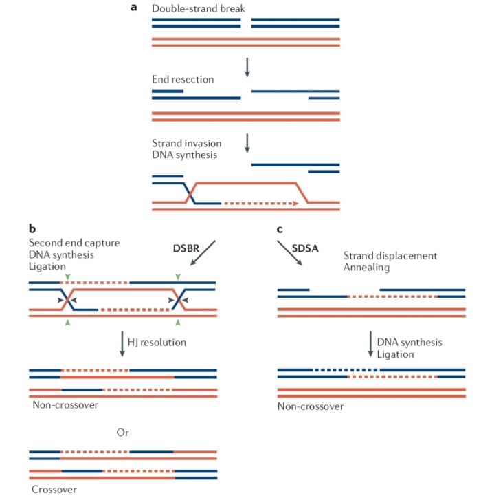 DNA double-strand breaks repair