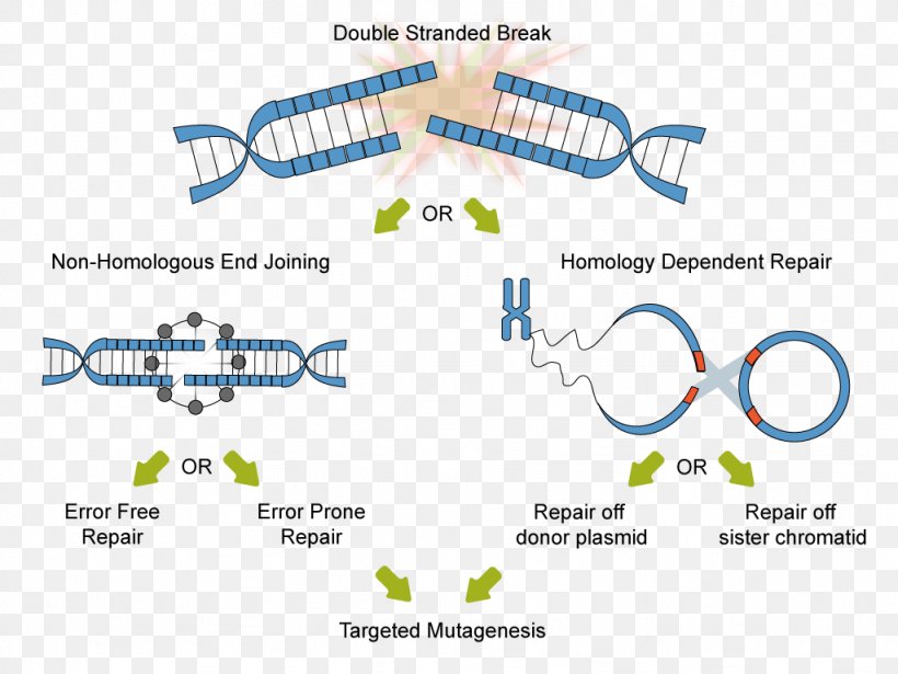 non-homologous end joining repair
