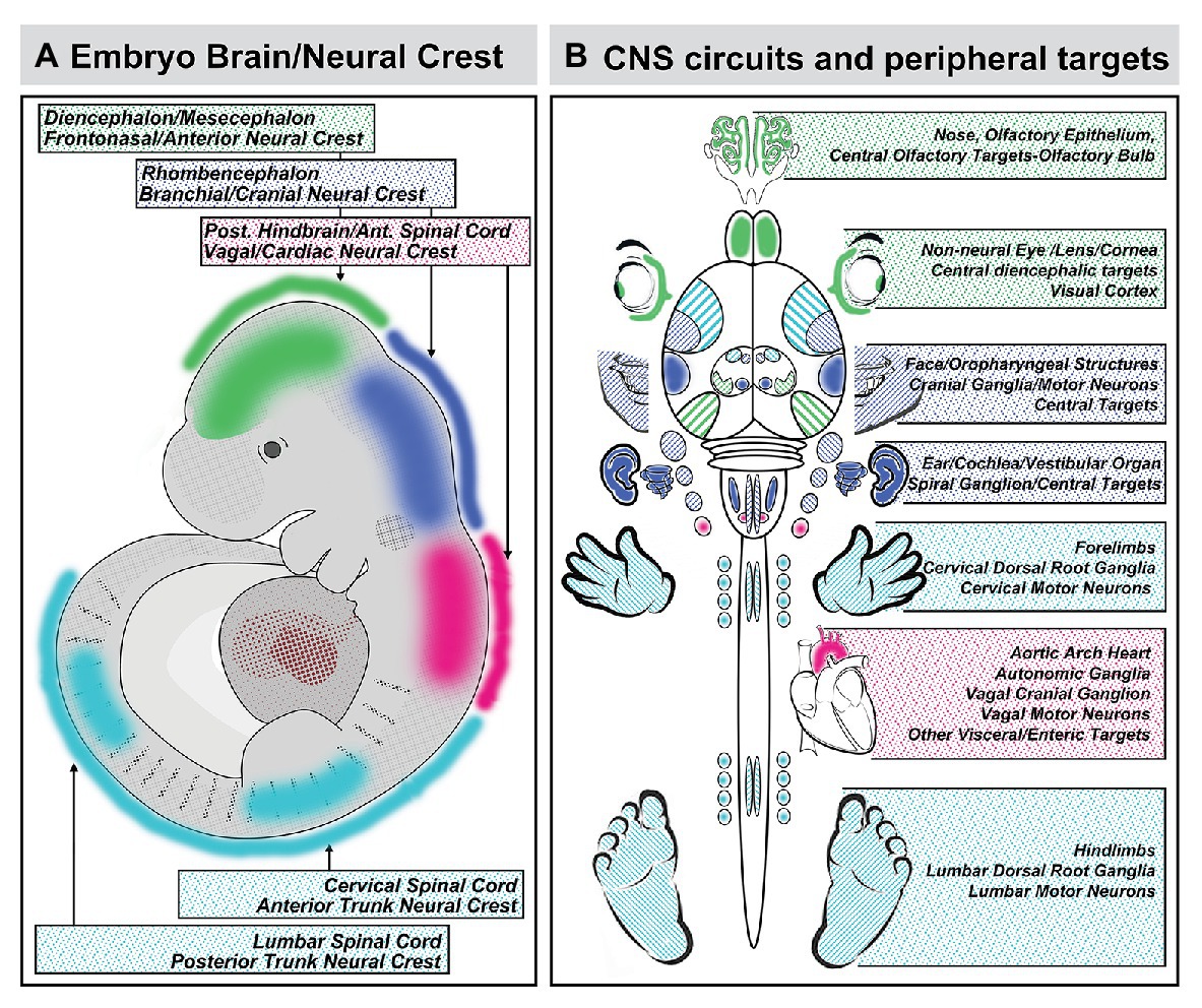 brain development neural circuits