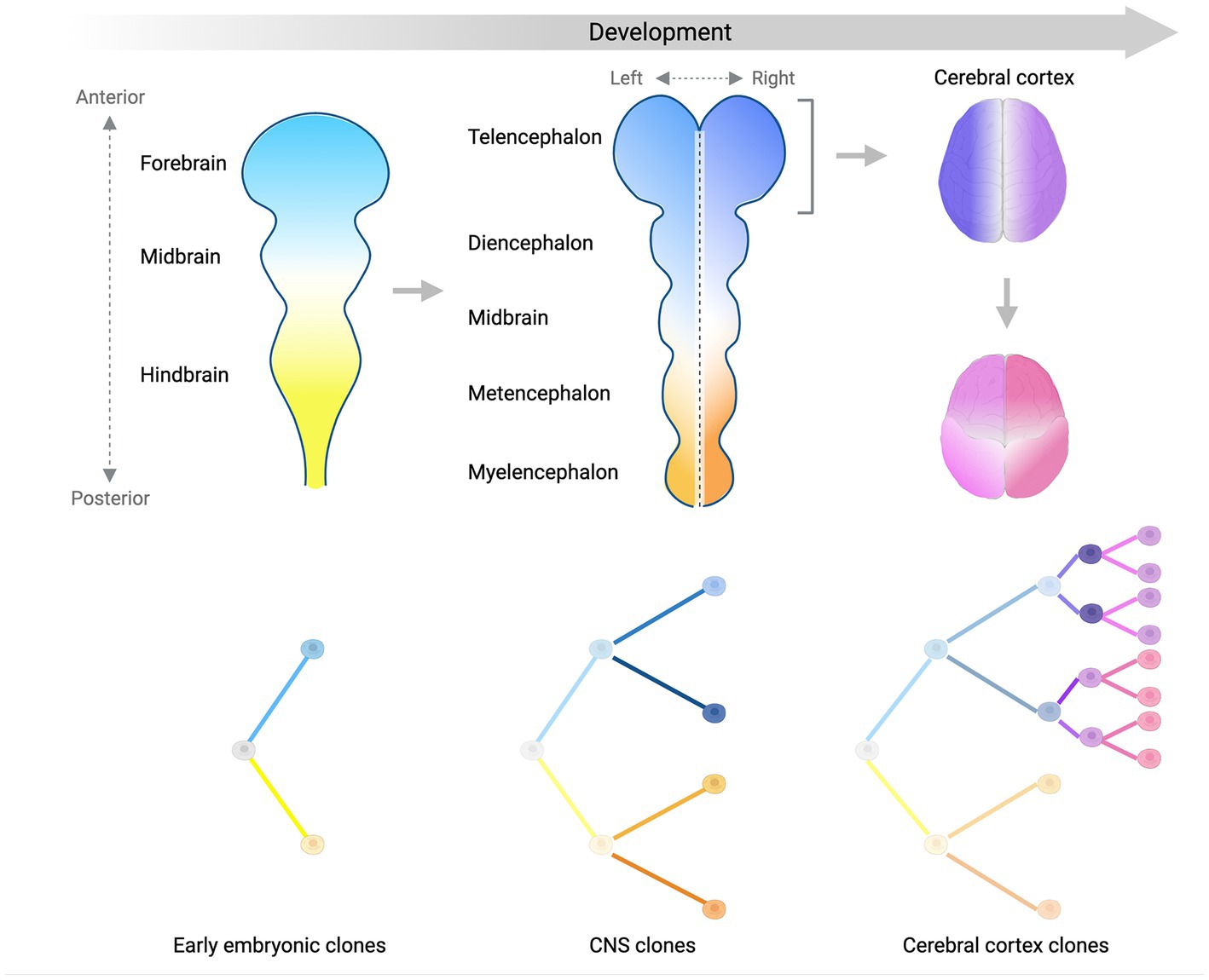 somatic mosaicism neurons