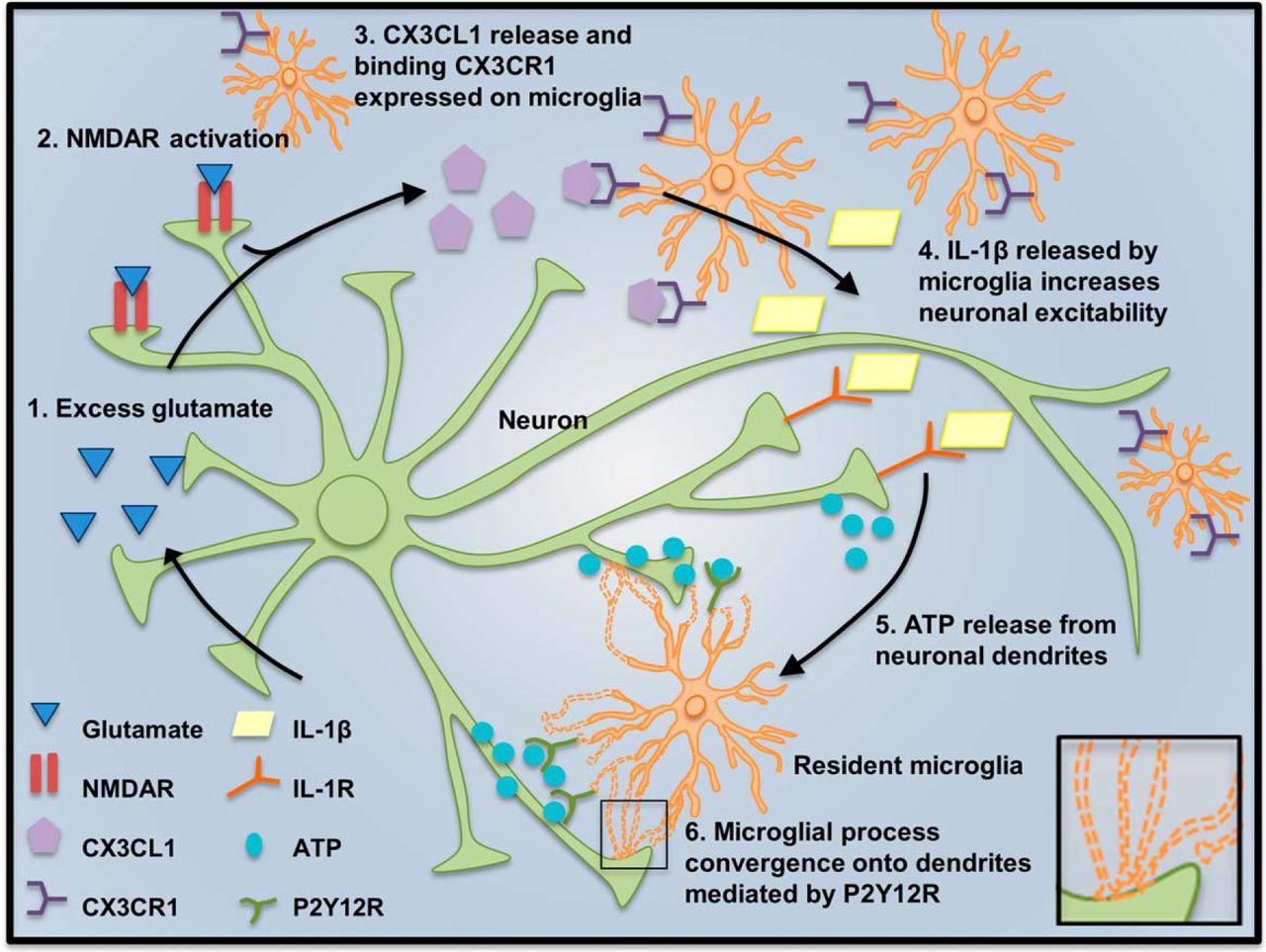 neuron microglia signaling interaction