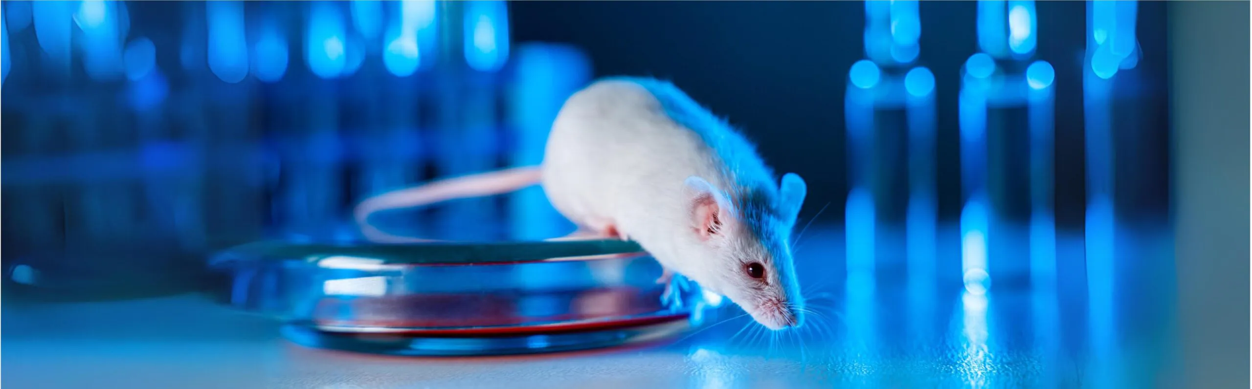 preclinical drug testing mice