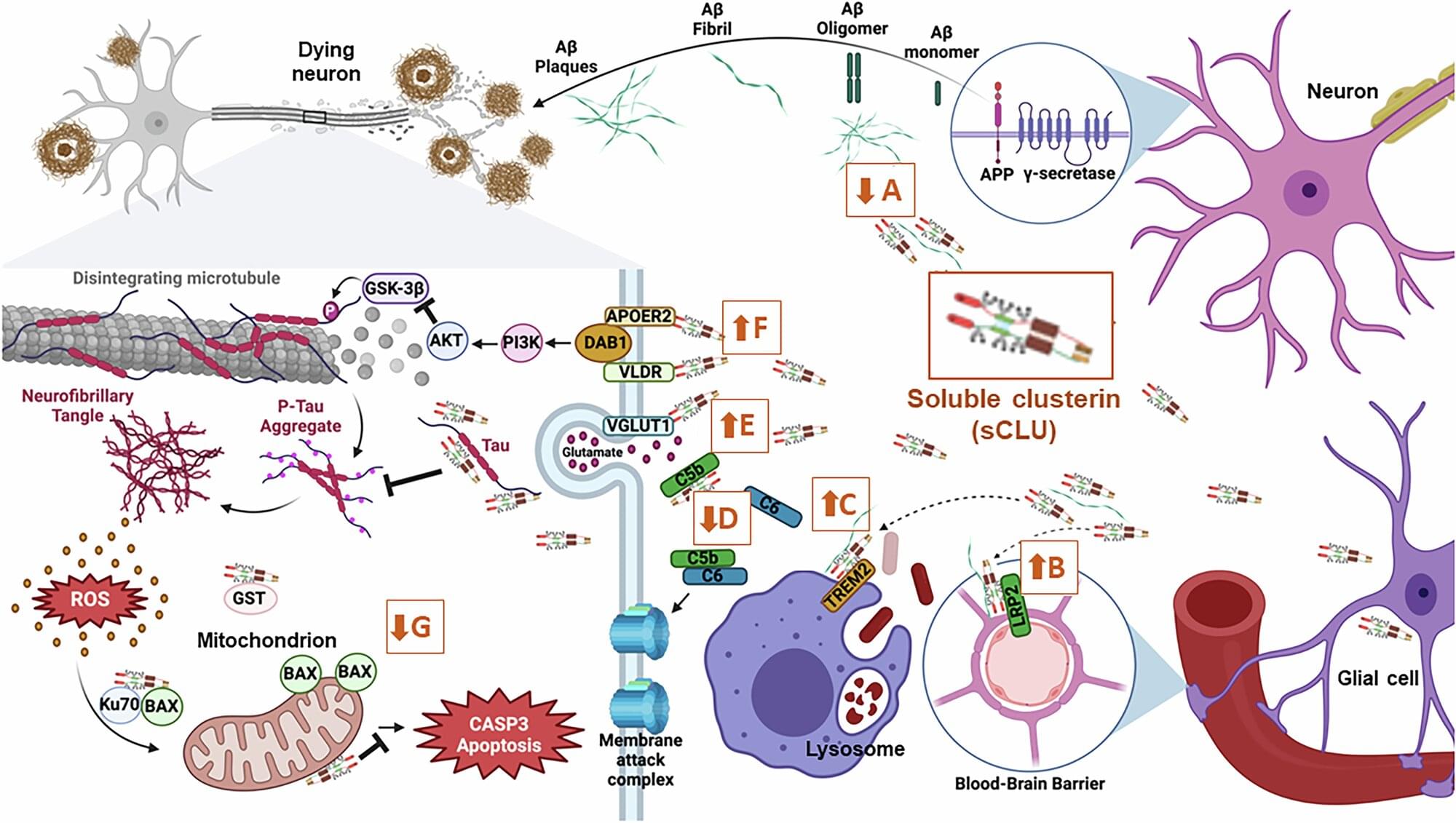 New Brain Protein Shields Against Alzheimer’s Damage