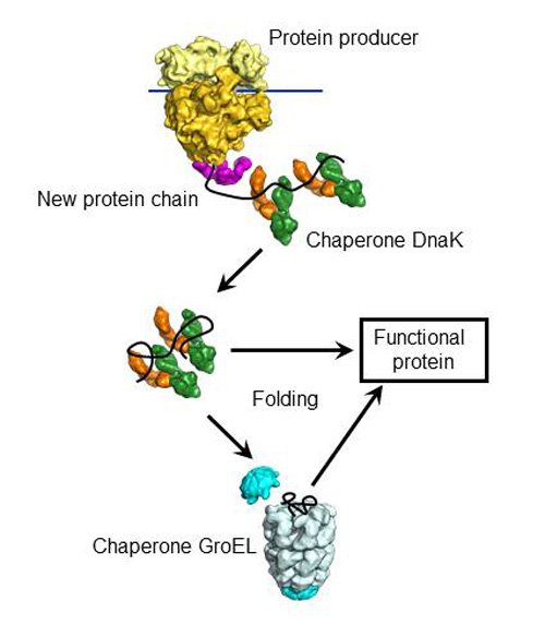 molecular chaperone protein folding