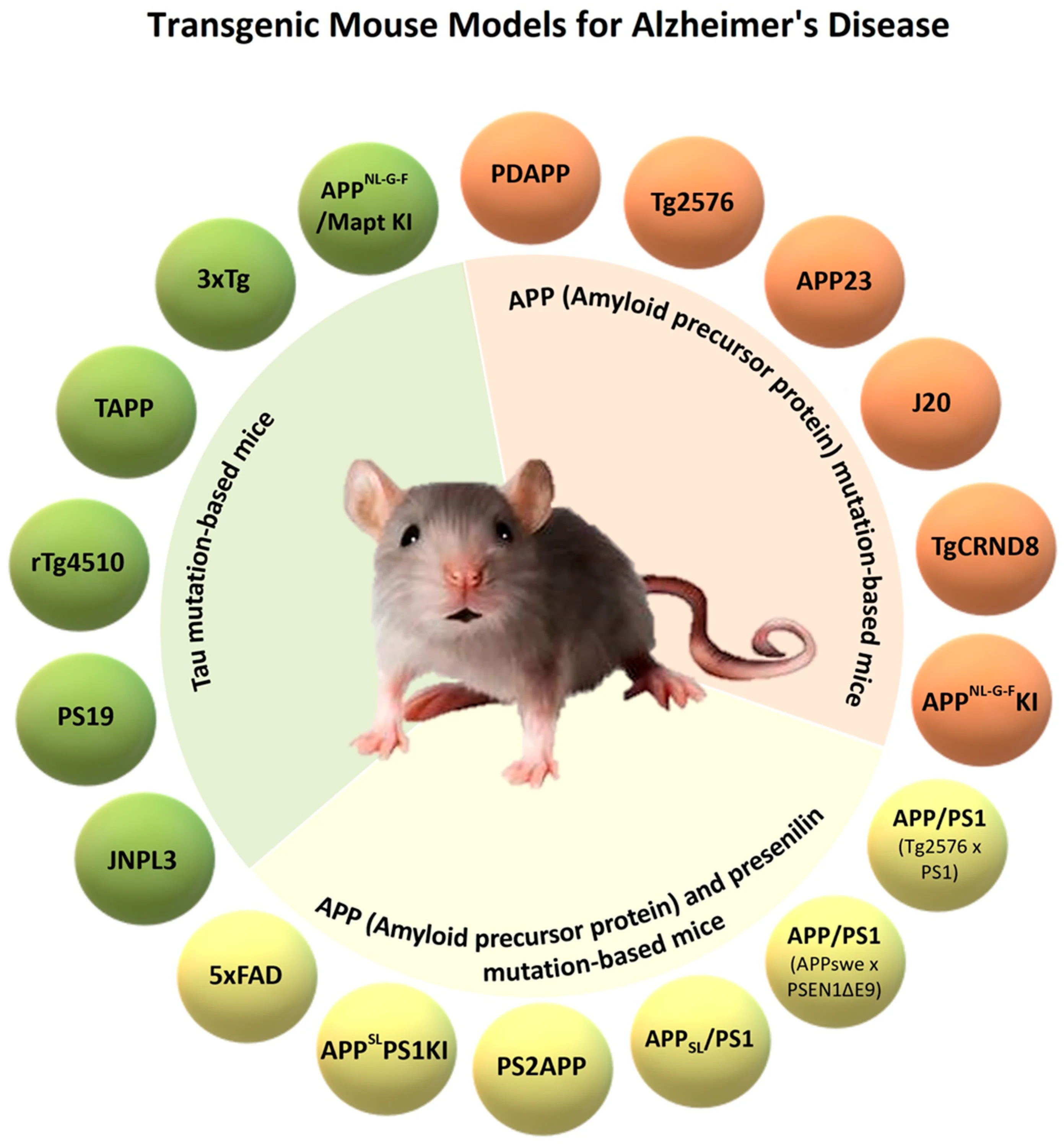 Alzheimer's mouse model research