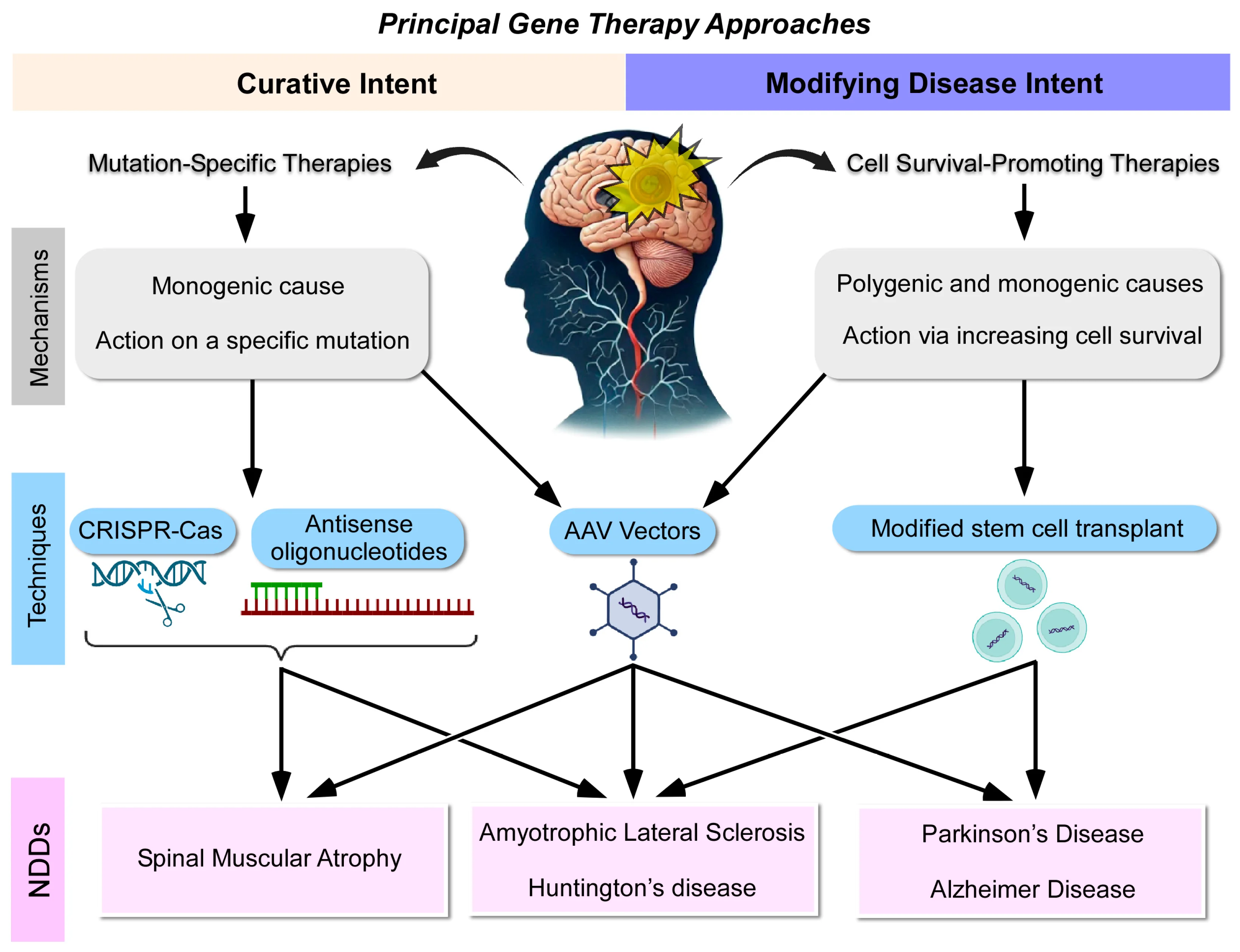 gene therapy Alzheimer's treatment